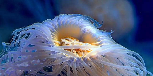 "Флуоресценция коралла".