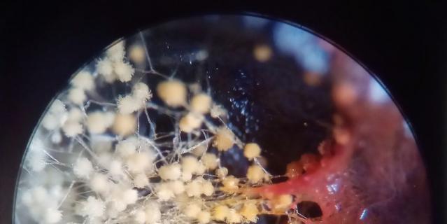 "Плесневелые грибы".