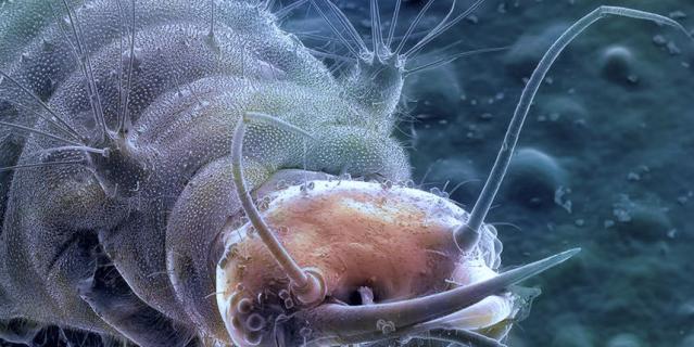 "Личинка божьей коровки под микроскопом".