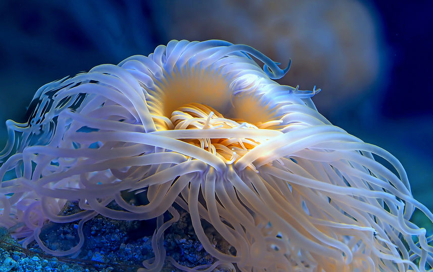 "Флуоресценция коралла". Фото Михаил Грибков (лицензия CC BY-SA 4.0), Предоставлено организаторами