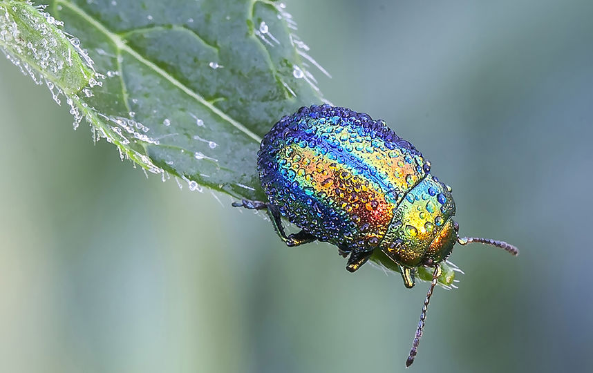 "Листоед ясноточный". Фото shirokikh124, Предоставлено организаторами