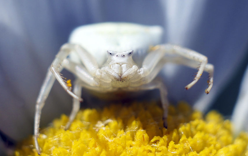 "Цветочный паук". Фото Алексей Мехедов, Предоставлено организаторами
