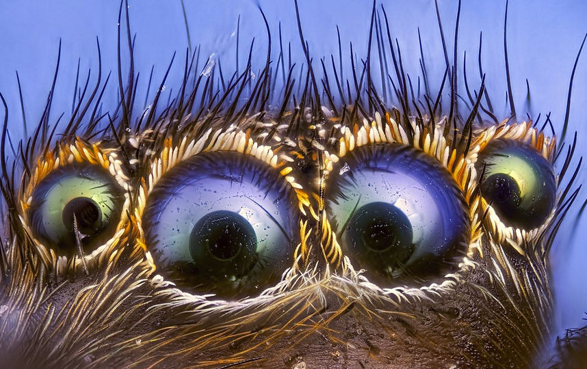 Невидимый мир становится ближе: Фотограф показал глаза паука и флуоресценцию коралла