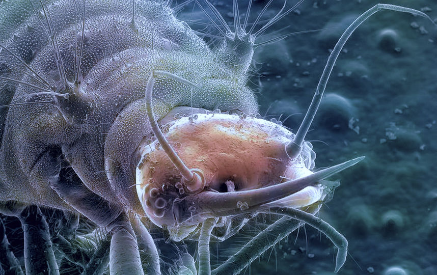 "Личинка божьей коровки под микроскопом". Фото Михаил Грибков (лицензия CC BY-SA 4.0), Предоставлено организаторами