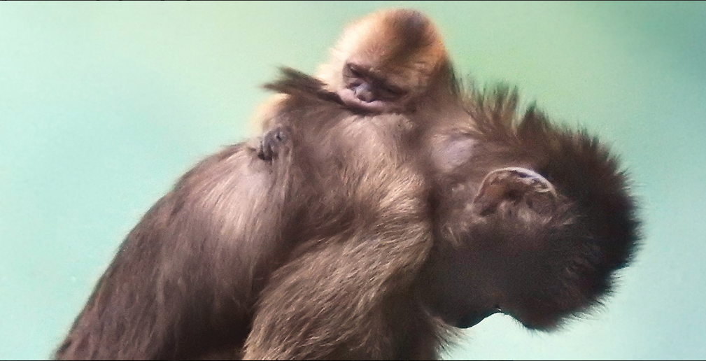 Капуцин плакса родился в Московском зоопарке. Фото Московский зоопарк, mos.ru