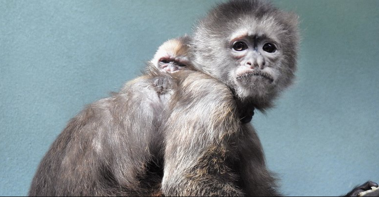 Капуцин плакса родился в Московском зоопарке. Фото Московский зоопарк, mos.ru