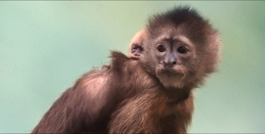 Капуцин плакса родился в Московском зоопарке. Фото Московский зоопарк, mos.ru