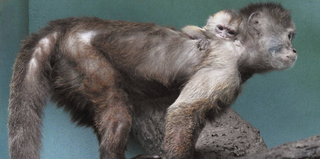 Капуцин плакса родился в Московском зоопарке. Фото Московский зоопарк, mos.ru