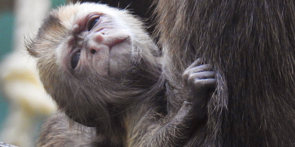 Капуцин плакса родился в Московском зоопарке. Фото Московский зоопарк, mos.ru