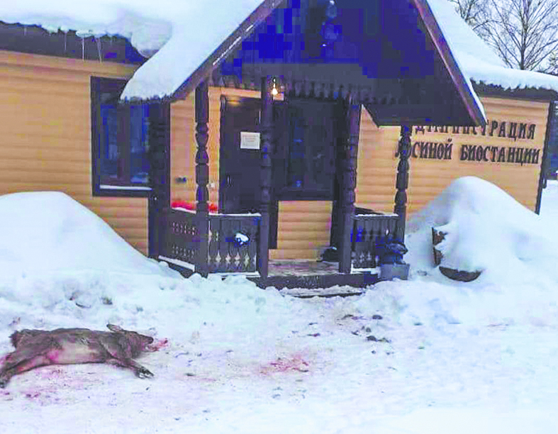 Охрану оленей усилили после гибели их сородичей