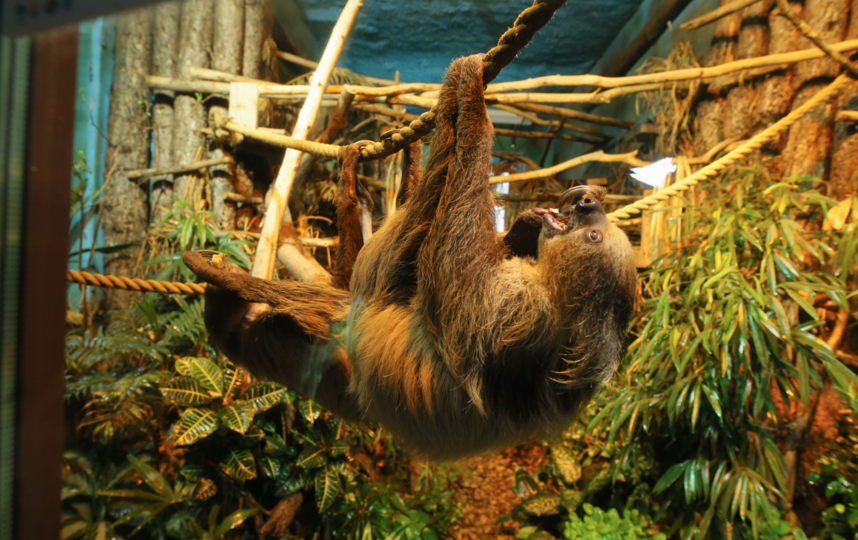 Ленивцы с аппетитом едят варёную курицу и тыкву. Фото Василий Кузьмичёнок