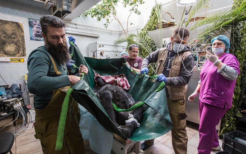Обезьяне из столичного зоопарка удалили зубы: врачи рассказали подробности операции