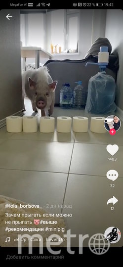 Cвинки тоже в игре. Фото @lola_borisova_, "Metro"