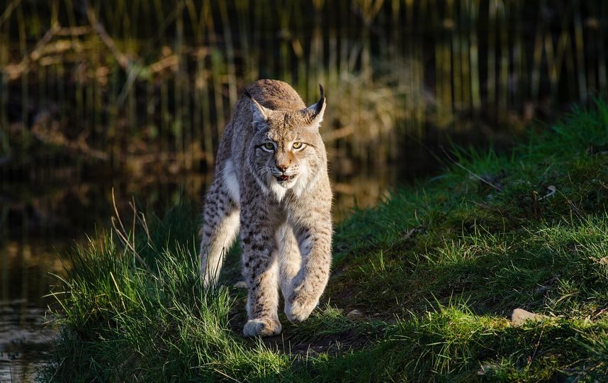 Очевидец сообщил о живой рыси на севере Москвы. Фото pixabay