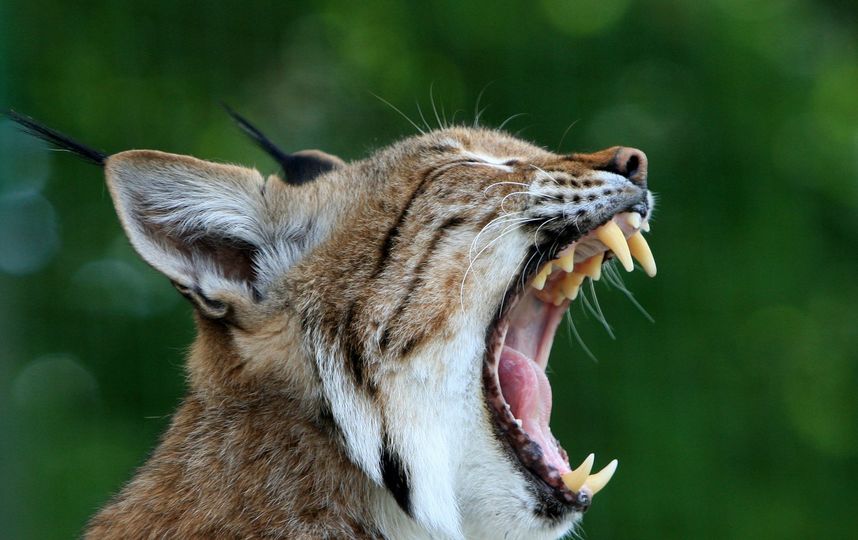 Очевидец сообщил о живой рыси на севере Москвы. Фото pixabay