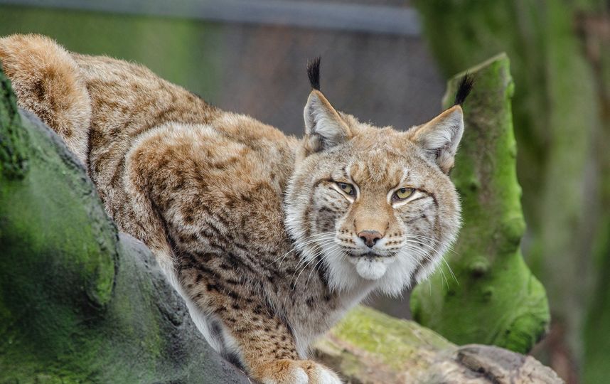 Очевидец сообщил о живой рыси на севере Москвы. Фото pixabay