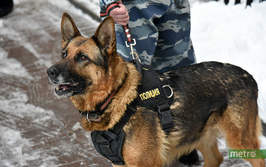 Останки женщины в полиэтиленовых пакетах обнаружили в одном из московских парков. Фото Василий Кузьмичёнок