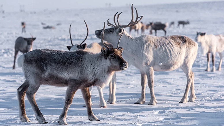 Самое большое стадо оленей в мире – 700 тысяч. Фото instagram.com/saimanblog/saimanblog.ru