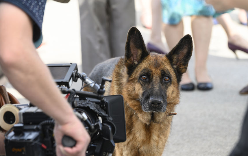 В Подмосковье начались съёмки фильма «Пальма» о собаке, которая два года прожила в аэропорту, ожидая оставившего её там хозяина. Фото Марс Медиа