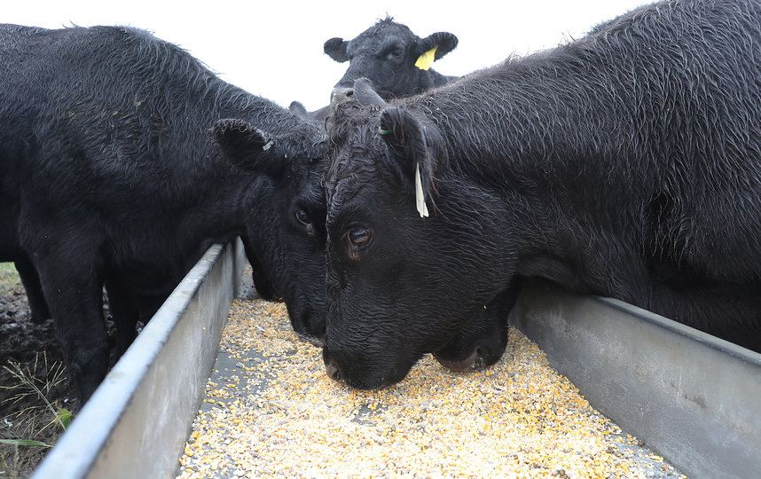Чтобы сократить метановые выбросы, учёные предлагают добавить в корм для коров водоросли. Фото Getty