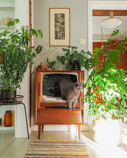 Животные наслаждаются жизнью в новых необычных домиках. Фото Instagram @vintageinteriorxx