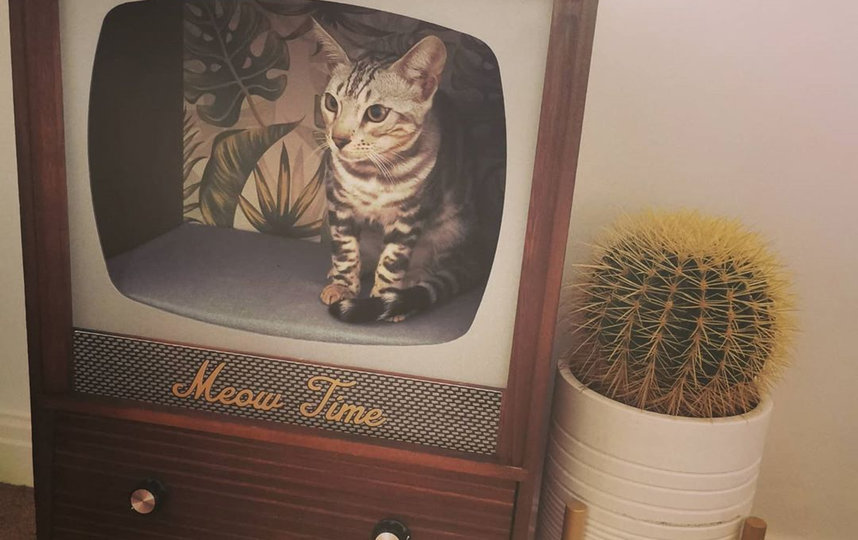 Такое ретро-устройство может стать отличным элементом декора. Фото Instagram @herbie_silver_bengal_jcjc