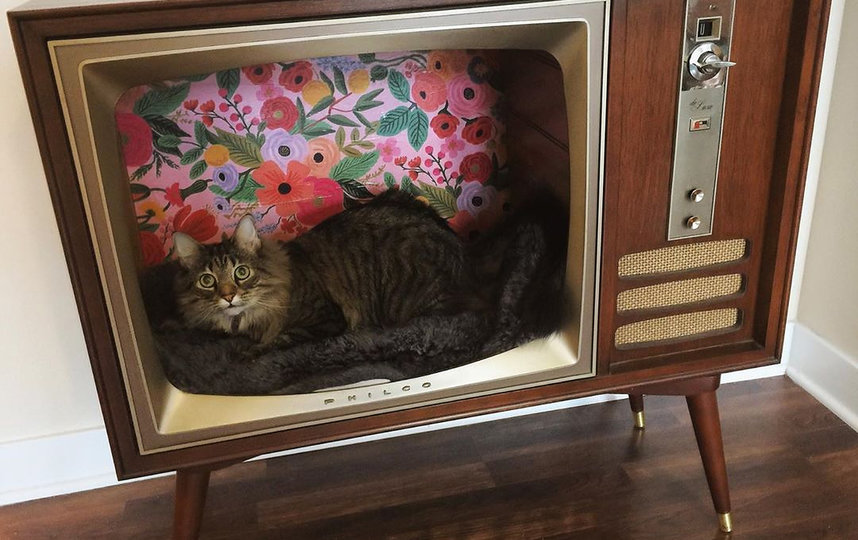 Кот в винтажном телевизоре. Фото Instagram @floofincat