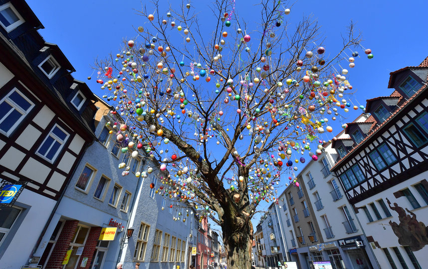 Яичное дерево. Фото Getty