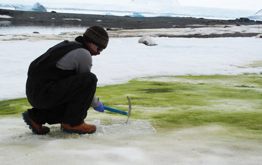 Так происходит "забор" водорослей для их дальнейшего изучения в лаборатории. Фото Фото предоставлены героем материала