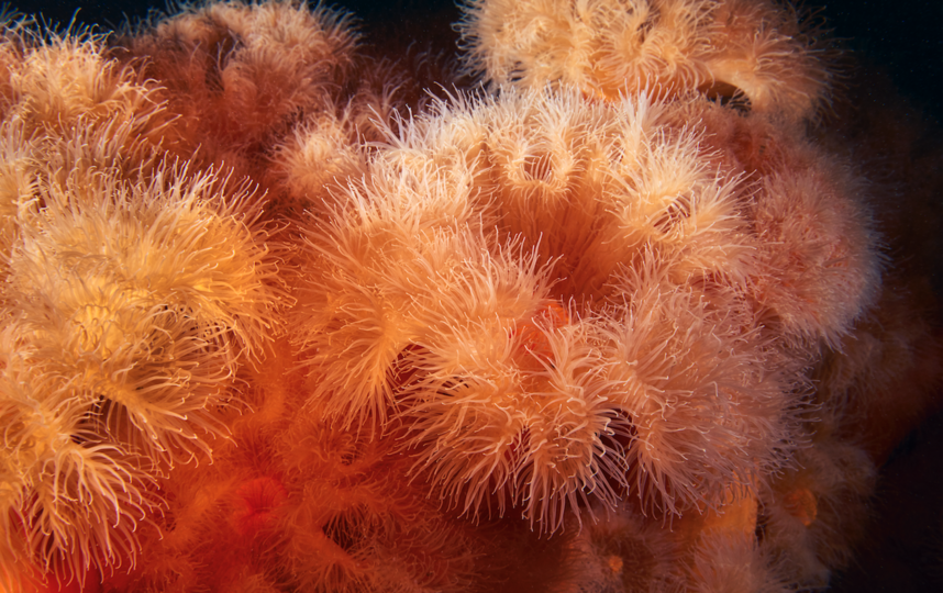 Кораллы не ограничиваются тёплыми мелководьями тропиков. Они также существуют во многих холодных, глубоких водах по всему миру, включая Арктику и Субантарктику. Фото WWF России