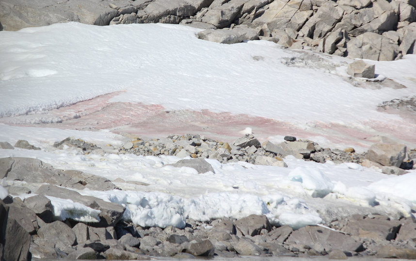 Цветы водорослей могут быть не только зелёными, но ещё и красными. Фото Фото предоставлены героем материала