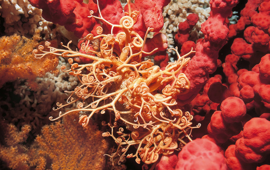 Кораллы не ограничиваются тёплыми мелководьями тропиков. Они также существуют во многих холодных, глубоких водах по всему миру, включая Арктику и Субантарктику. Фото WWF России