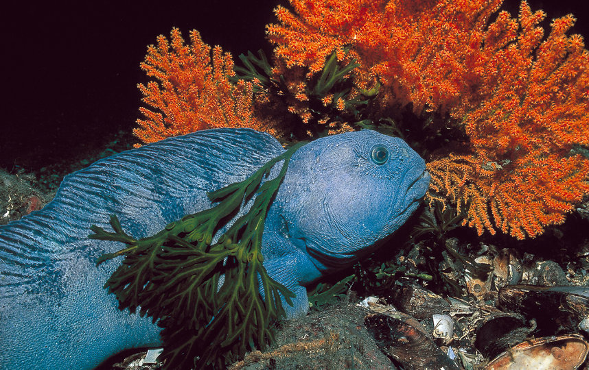 Кораллы не ограничиваются тёплыми мелководьями тропиков. Они также существуют во многих холодных, глубоких водах по всему миру, включая Арктику и Субантарктику. Фото WWF России