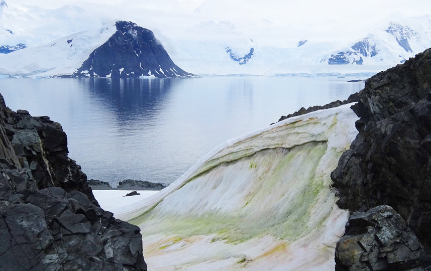 Почему "зелёный снег" Антарктиды – чудо для учёных?
