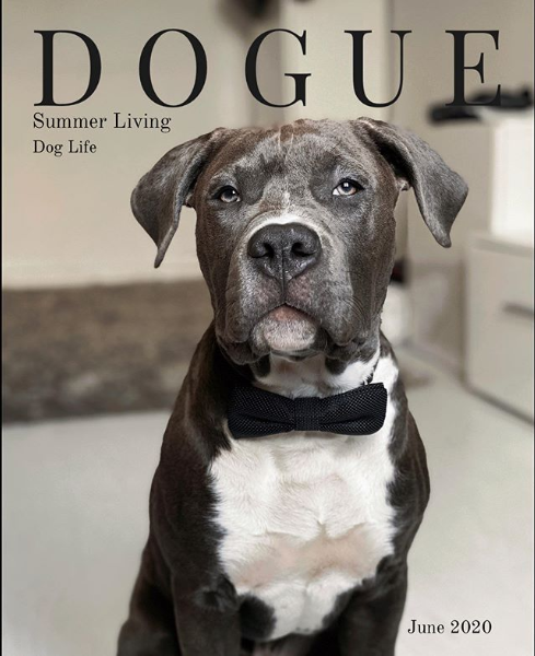 Более 320 тысяч снимков размещено в Сети в рамках флешмоба Dogue. Фото Instagram @amstaffgrey