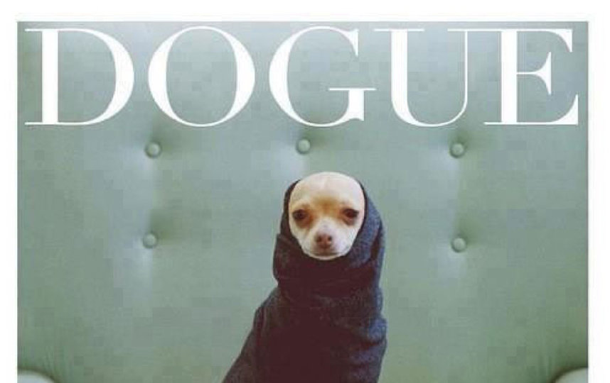 Более 320 тысяч снимков размещено в Сети в рамках флешмоба Dogue. Фото Instagram @fluffydhoklaa