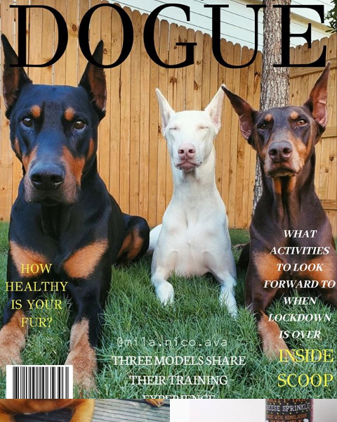 Более 320 тысяч снимков размещено в Сети в рамках флешмоба Dogue. Фото Instagram @thedoguemagazine