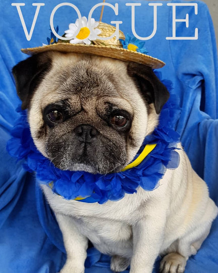 Более 320 тысяч снимков размещено в Сети в рамках флешмоба Dogue. Фото Instagram @PELLESPUGLIFE