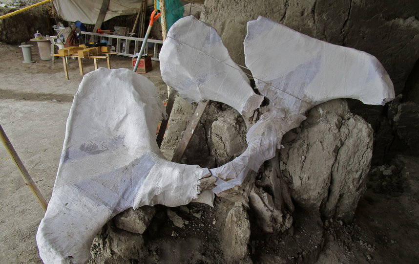 Учёные обнаружили кости, принадлежавшие 14 мамонтам. Фото AFP