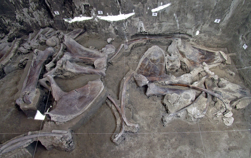Учёные обнаружили кости, принадлежавшие 14 мамонтам. Фото AFP