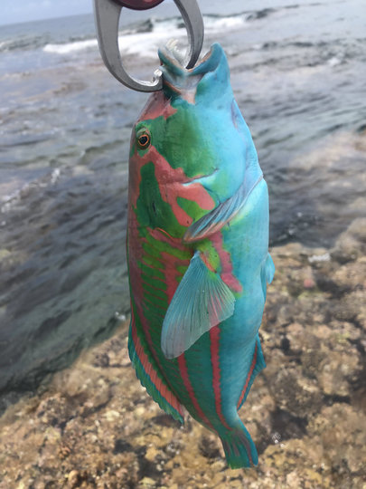 Рыбу в кулинарии не используют. Фото twitter @azusa54