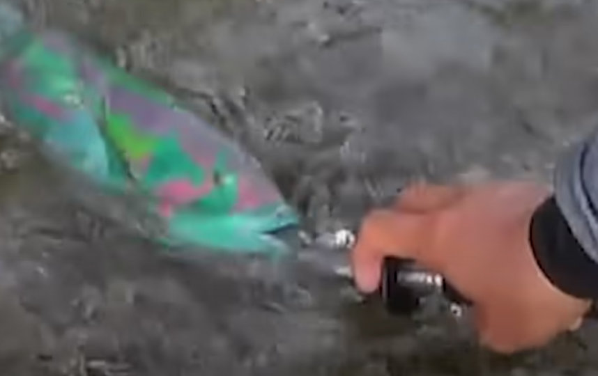 Рыбалку японец снимал на видеокамеру. Фото twitter @azusa54