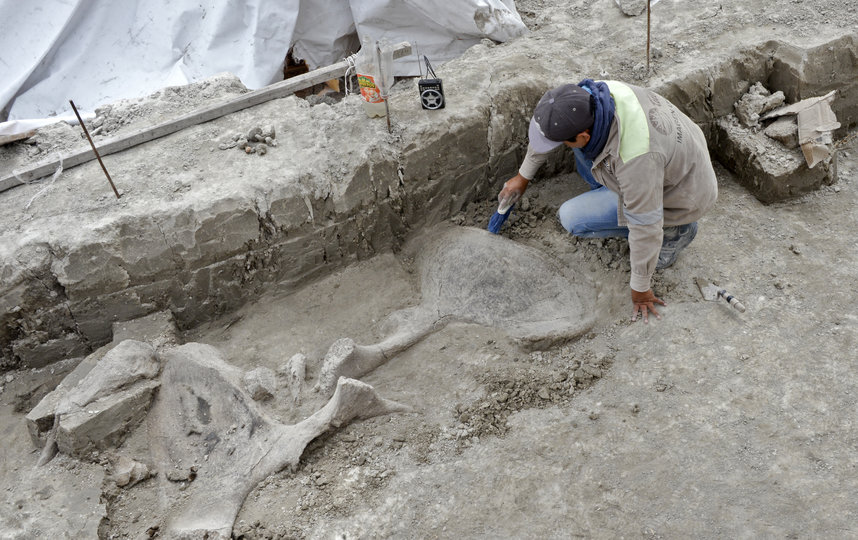 Учёные обнаружили кости, принадлежавшие 14 мамонтам. Фото AFP