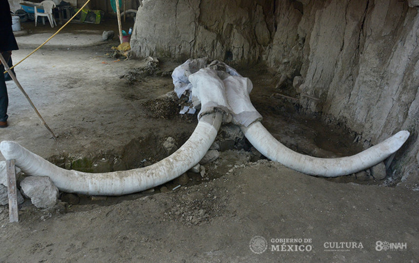 Череп одного из мамонтов, найденного в ловушке. Фото EDITH CAMACHO, INAH