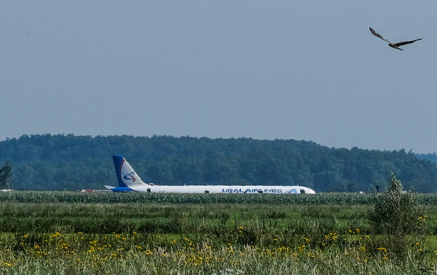 По следам инцидента с Airbus A-321: как в столичных аэропортах отпугивают птиц