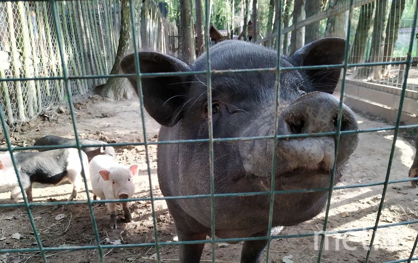 Мини-пигов можно купить прямо на месте за 2 тыс. рублей. Фото Ольга Кабанова., "Metro"