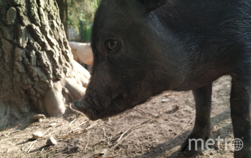 Мини-пиг. Фото Ольга Кабанова., "Metro"