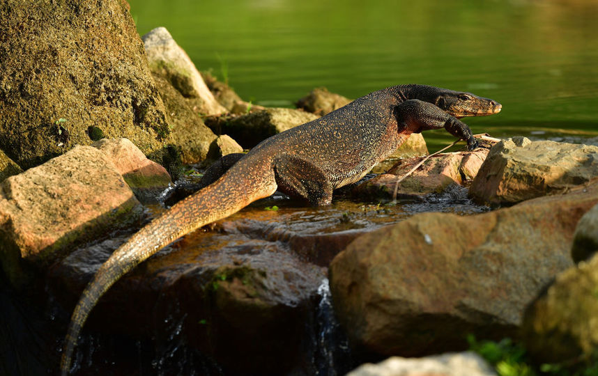 Полутораметровый варан напугал посетителей парка на юго-востоке Москвы. Фото Getty