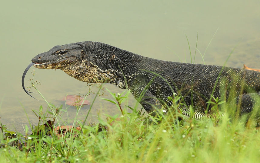 Полутораметровый варан напугал посетителей парка на юго-востоке Москвы. Фото Getty