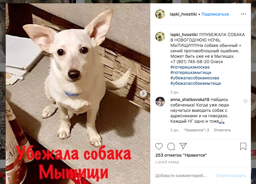 В Мытищах убежала собака в синем противоблошином ошейнике. Телефон 8(901)745-58-20. Фото скриншот объявления в Сети @lapki_hvostiki